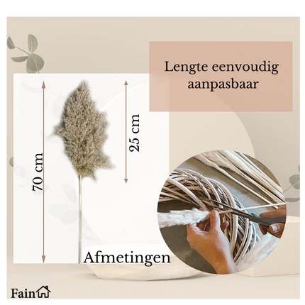 Pampas pluimen mooi vol 70 cm lang 10 stuks – Pampasgras - Droogbloemen